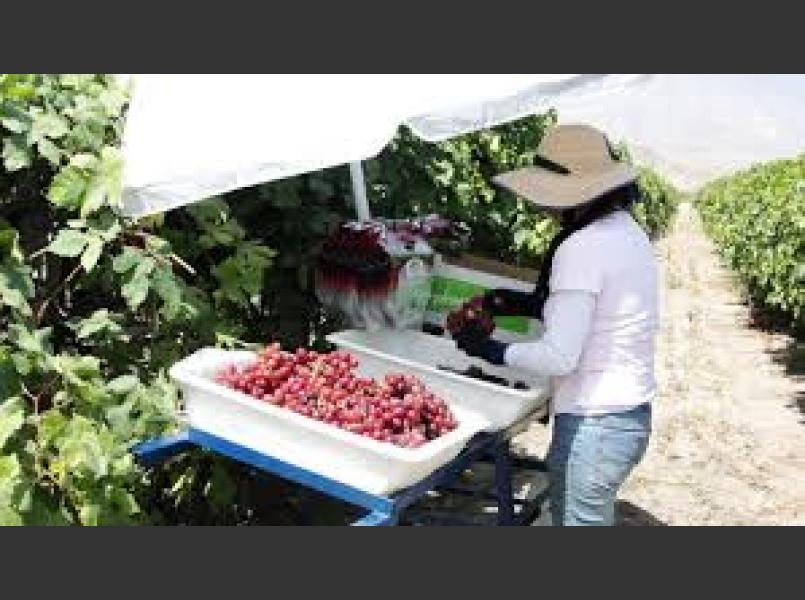 Picking and Packing Table Grapes in Kern County