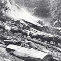 Early logging in the Gualala River watershed